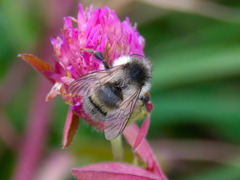Bombus veteranus