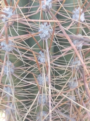 Trichocereus atacamensis