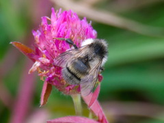 Bombus veteranus