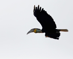 Rhyticeros undulatus