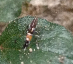 Cosmopterix pulchrimella