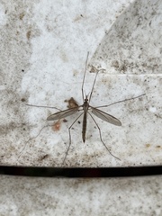 Tipula