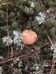 Suillus cothurnatus