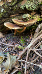 Hypholoma capnoides