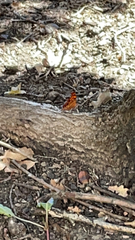 Polygonia interrogationis
