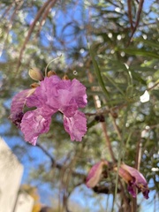 Chilopsis linearis