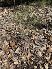 Carex planostachys