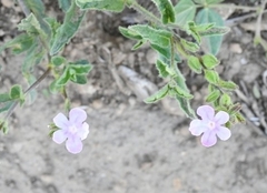 Priva grandiflora
