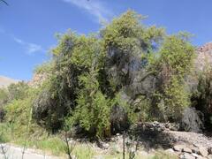 Escallonia angustifolia