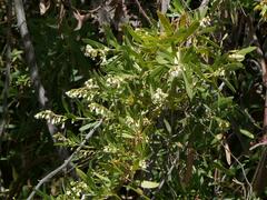 Escallonia angustifolia