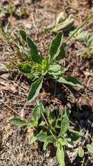 Chamaesaracha sordida