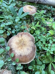 Armillaria ostoyae