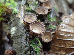 Cyathus