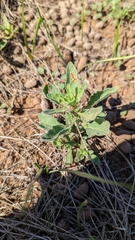 Chamaesaracha sordida