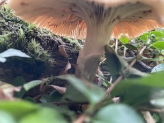 Armillaria ostoyae