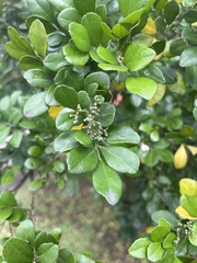 Murraya paniculata