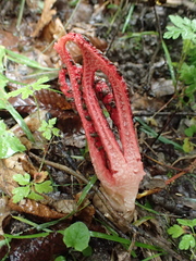 Clathrus archeri