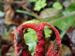 Clathrus archeri