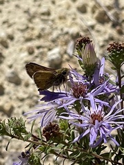 Atalopedes campestris