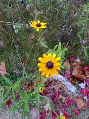 Rudbeckia hirta