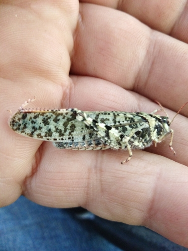 Angaracris barabensis