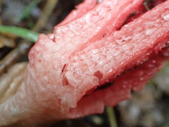 Clathrus archeri