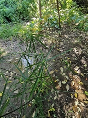 Cyperus alternifolius