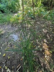 Cyperus alternifolius