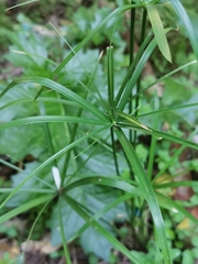 Cyperus alternifolius