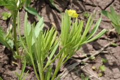 Ranunculus arvensis