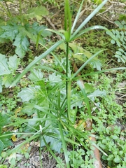 Cyperus alternifolius