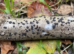 Hypoxylaceae