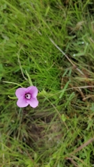 Ipomoea triloba