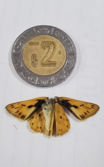 Hylephila phyleus phyleus