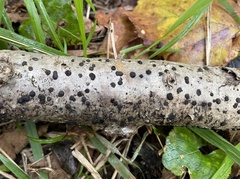 Hypoxylaceae