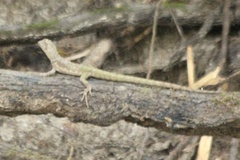 Uranoscodon superciliosus