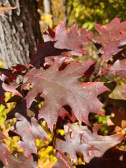 Quercus rubra