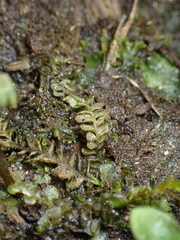 Plagiochila porelloides