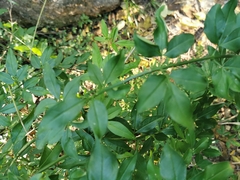 Jasminum polyanthum