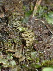 Plagiochila porelloides