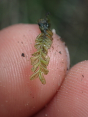 Plagiochila porelloides
