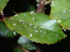 Macrosiphum