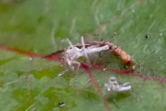 Macrosiphum