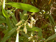 Escallonia angustifolia