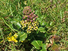 Asclepiadinae