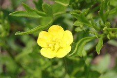 Ranunculus arvensis