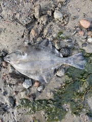 Platichthys stellatus