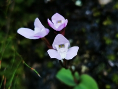 Disa rosea