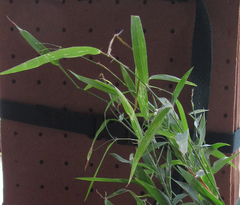 Urochloa chusqueoides