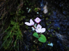 Disa rosea